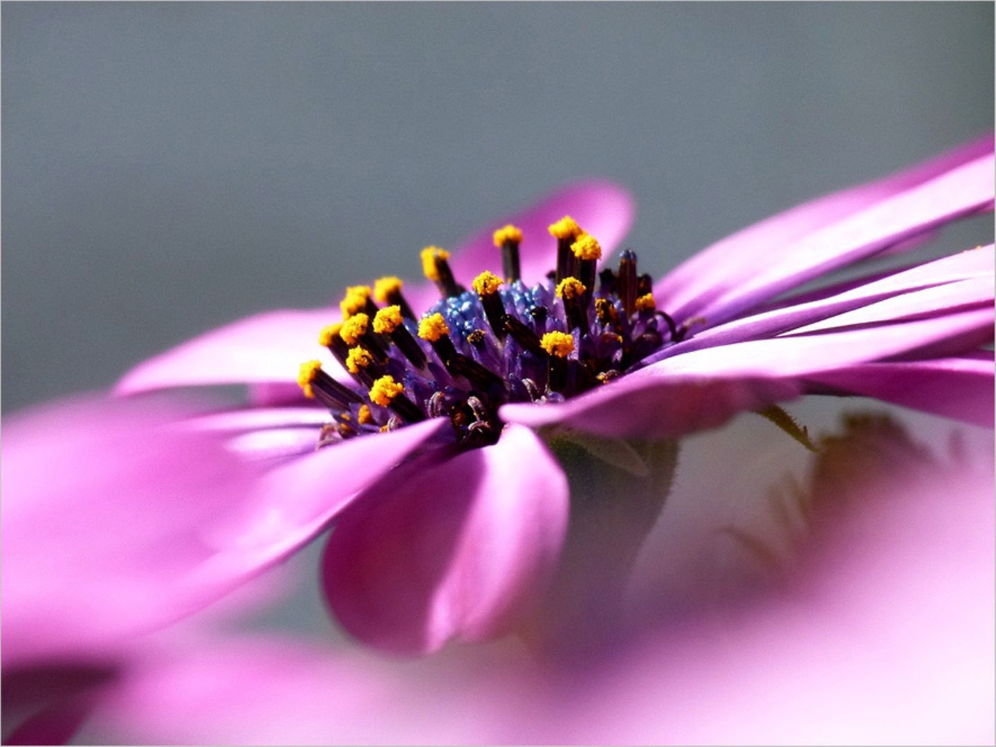 Blüte