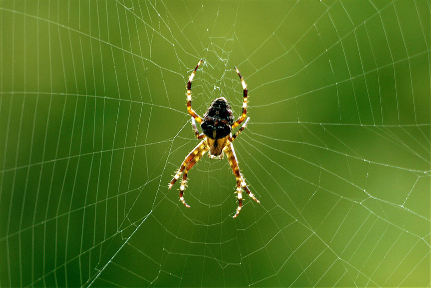 Spinne