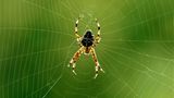 Spinne