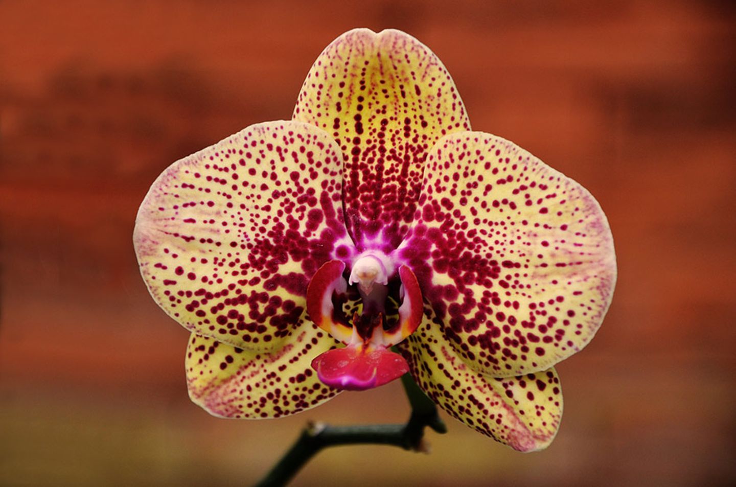 Orchidee