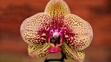 Orchidee