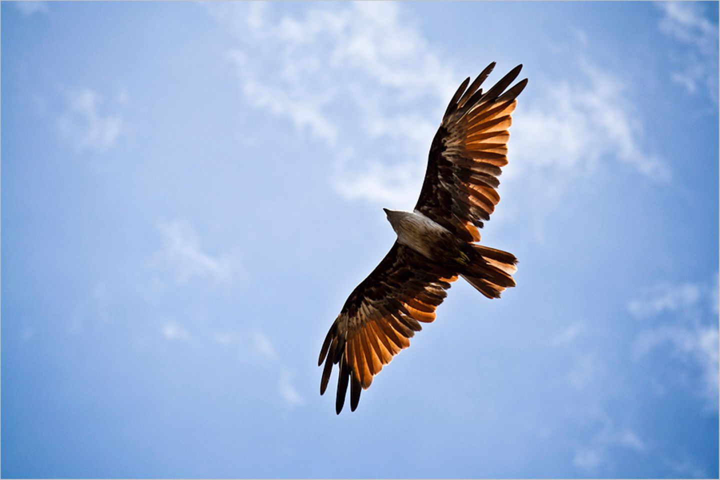 Greifvogel