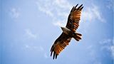 Greifvogel