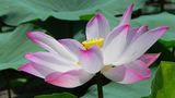 Lotusblüte