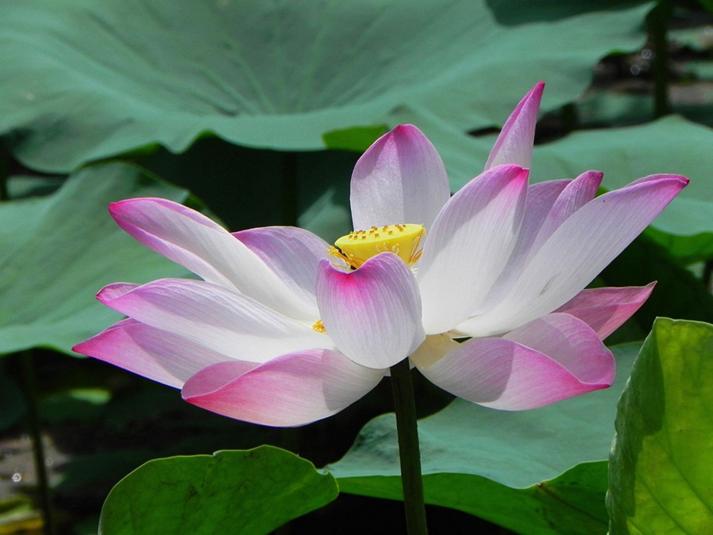 Lotusblüte