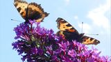 Schmetterling