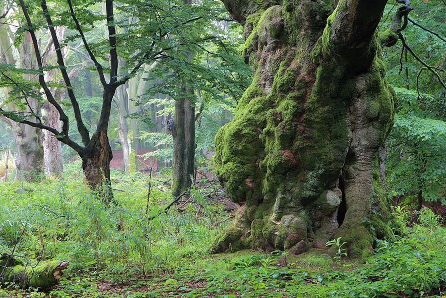 Hutewald