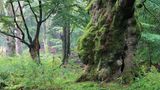 Hutewald