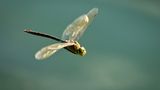 Libelle