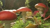 Kinotipp: "Das grüne Wunder - Unser Wald": Interview und Fotogalerie