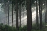 Kinotipp: "Das grüne Wunder - Unser Wald": Interview und Fotogalerie - Bild 2