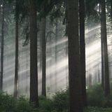 Kinotipp: "Das grüne Wunder - Unser Wald": Interview und Fotogalerie - Bild 2