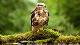 Kinotipp: "Das grüne Wunder - Unser Wald": Interview und Fotogalerie - Bild 4