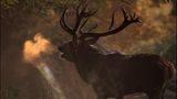 Kinotipp: "Das grüne Wunder - Unser Wald": Interview und Fotogalerie - Bild 6