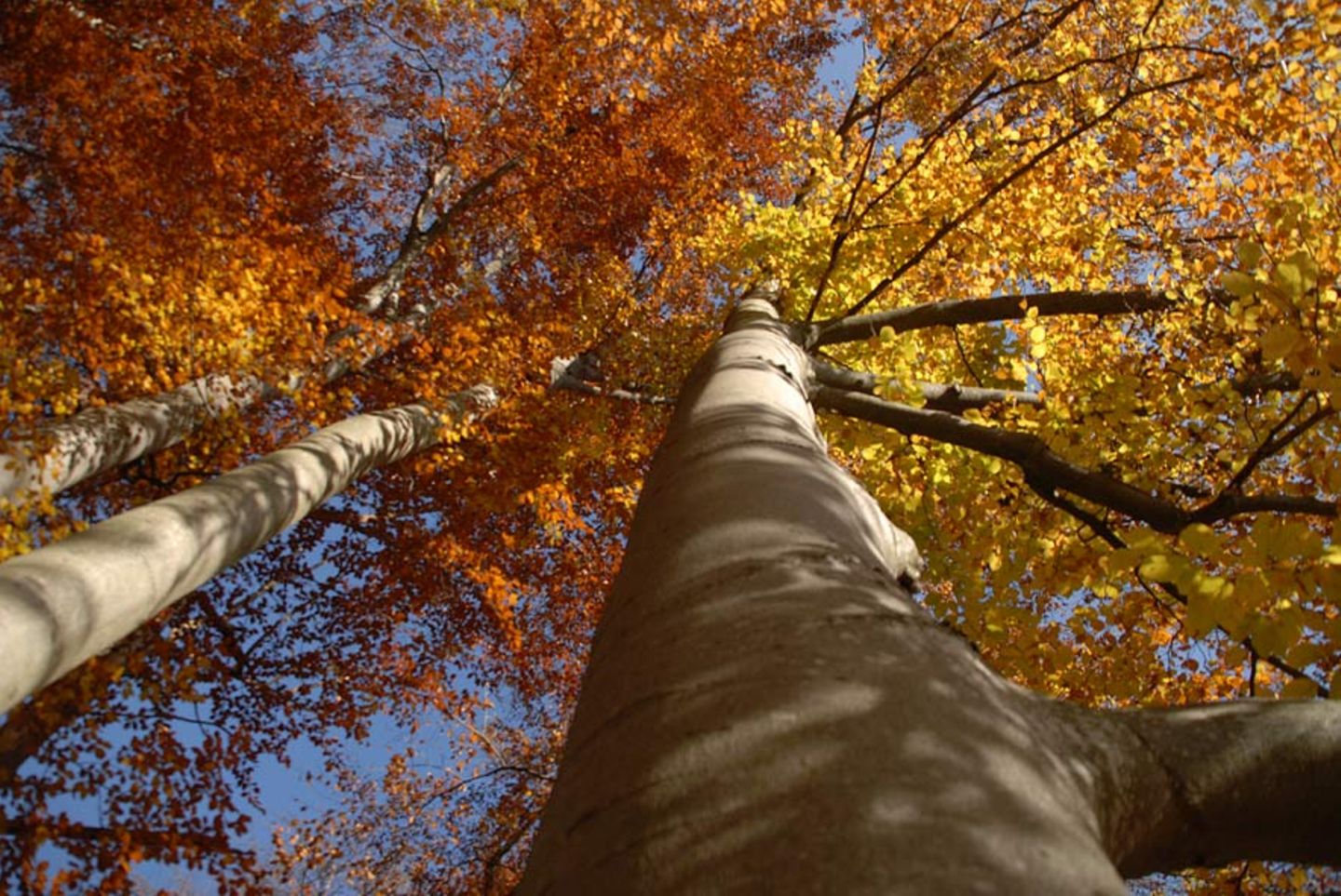 Kinotipp: "Das grüne Wunder - Unser Wald": Interview und Fotogalerie - Bild 7