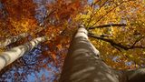 Kinotipp: "Das grüne Wunder - Unser Wald": Interview und Fotogalerie - Bild 7