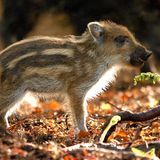Kinotipp: "Das grüne Wunder - Unser Wald": Interview und Fotogalerie - Bild 8