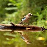 Kinotipp: "Das grüne Wunder - Unser Wald": Interview und Fotogalerie - Bild 9