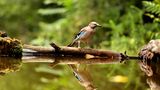 Kinotipp: "Das grüne Wunder - Unser Wald": Interview und Fotogalerie - Bild 9