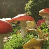 Kinotipp: Das grüne Wunder - Unser Wald