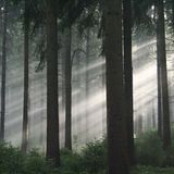 Kinotipp: Das grüne Wunder - Unser Wald - Bild 2