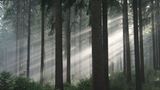 Kinotipp: Das grüne Wunder - Unser Wald - Bild 2