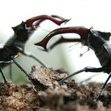 Kinotipp: Das grüne Wunder - Unser Wald - Bild 3