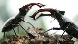 Kinotipp: Das grüne Wunder - Unser Wald - Bild 3