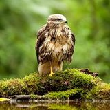 Kinotipp: Das grüne Wunder - Unser Wald - Bild 4