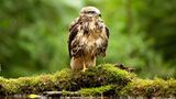 Kinotipp: Das grüne Wunder - Unser Wald - Bild 4