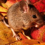 Kinotipp: Das grüne Wunder - Unser Wald - Bild 5