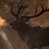 Kinotipp: Das grüne Wunder - Unser Wald - Bild 6