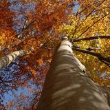 Kinotipp: Das grüne Wunder - Unser Wald - Bild 7