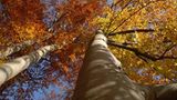 Kinotipp: Das grüne Wunder - Unser Wald - Bild 7