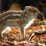 Kinotipp: Das grüne Wunder - Unser Wald - Bild 8