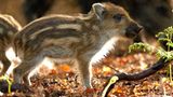 Kinotipp: Das grüne Wunder - Unser Wald - Bild 8