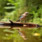 Kinotipp: Das grüne Wunder - Unser Wald - Bild 9