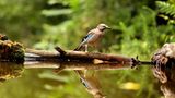 Kinotipp: Das grüne Wunder - Unser Wald - Bild 9