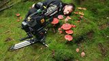 Kinotipp: Das grüne Wunder - Unser Wald - Bild 10