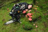 Kinotipp: Das grüne Wunder - Unser Wald - Bild 10