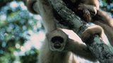 Fotogalerie: Die seltensten Arten der Erde - Bild 2