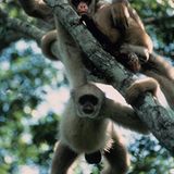 Fotogalerie: Die seltensten Arten der Erde - Bild 2