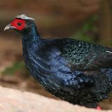 Fotogalerie: Die seltensten Arten der Erde - Bild 5