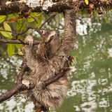 Fotogalerie: Die seltensten Arten der Erde - Bild 6