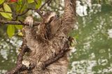 Fotogalerie: Die seltensten Arten der Erde - Bild 6