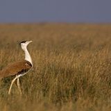 Fotogalerie: Die seltensten Arten der Erde - Bild 7