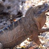 Fotogalerie: Die seltensten Arten der Erde - Bild 8