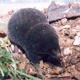 Fotogalerie: Die seltensten Arten der Erde - Bild 9