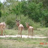 Fotogalerie: Die seltensten Arten der Erde - Bild 10
