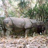 Fotogalerie: Die seltensten Arten der Erde - Bild 11